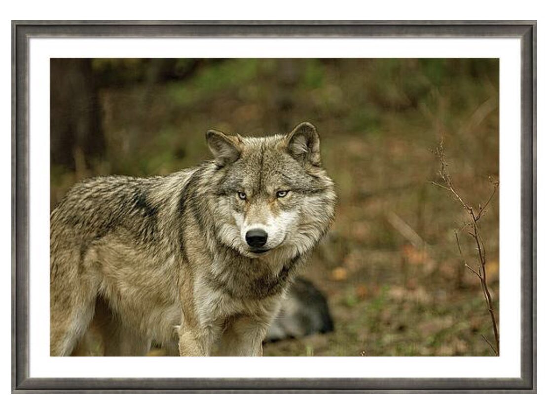 shonna99784's tweet image. This Haliburton, Ontario grey wolf in autumn forest stands in a clearing, surrounded by the warm colours of autumn. Its fur blends with the earthy tones… 🛒 ⬇️ 

Haliburton, Ontario Grey Wolf in Autumn Forest shonnahawkinsphotography.com/featured/halib…

#Haliburton 
#Ontario
#GreyWolf
#AutumnForest
