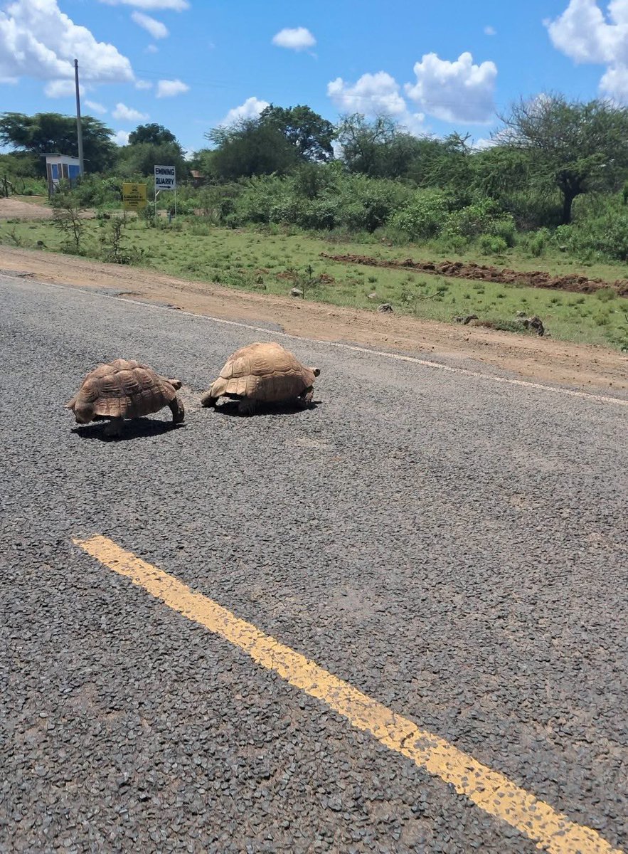 onjolo_kenya's tweet photo. In the Kindgom of animals below, the woman shows the way. They may look responsible but it's just for the moment. This male tortoise is a deadbeat. But the mother is worse. 

The African Sulcata tortoise will lay 15-40 eggs, burry them somewhere away from the eye of the enemy and safe enough to hatch later in the month. Maybe in 90-120 days. 

By the time they hatch into beautiful young tortoise, the mother will have left long time ago.

Irresponsible parents in savannah are likened to Tortoise. They have zero parental care. No tortoise knows their parent. That's humanly sad but tortoisely okey.

In the harsh environment of places, being a "deadbeat" is actually a survival mechanism. If the mother stayed with the hatchlings, she would draw the attention of large predators to the nest. By leaving, she gives the tiny, camouflaged hatchlings their best chance at staying invisible in the savannah grass.