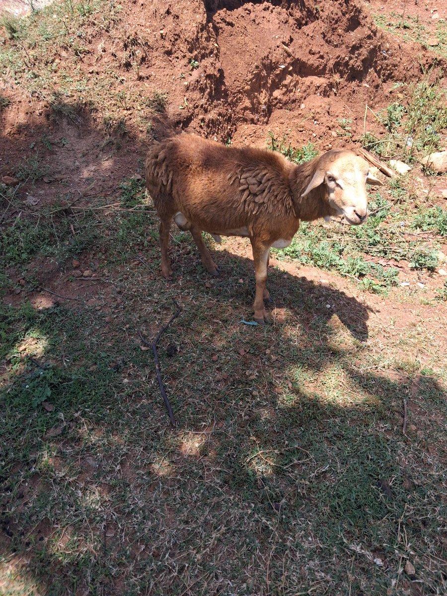Samwel Wekesa tweet media