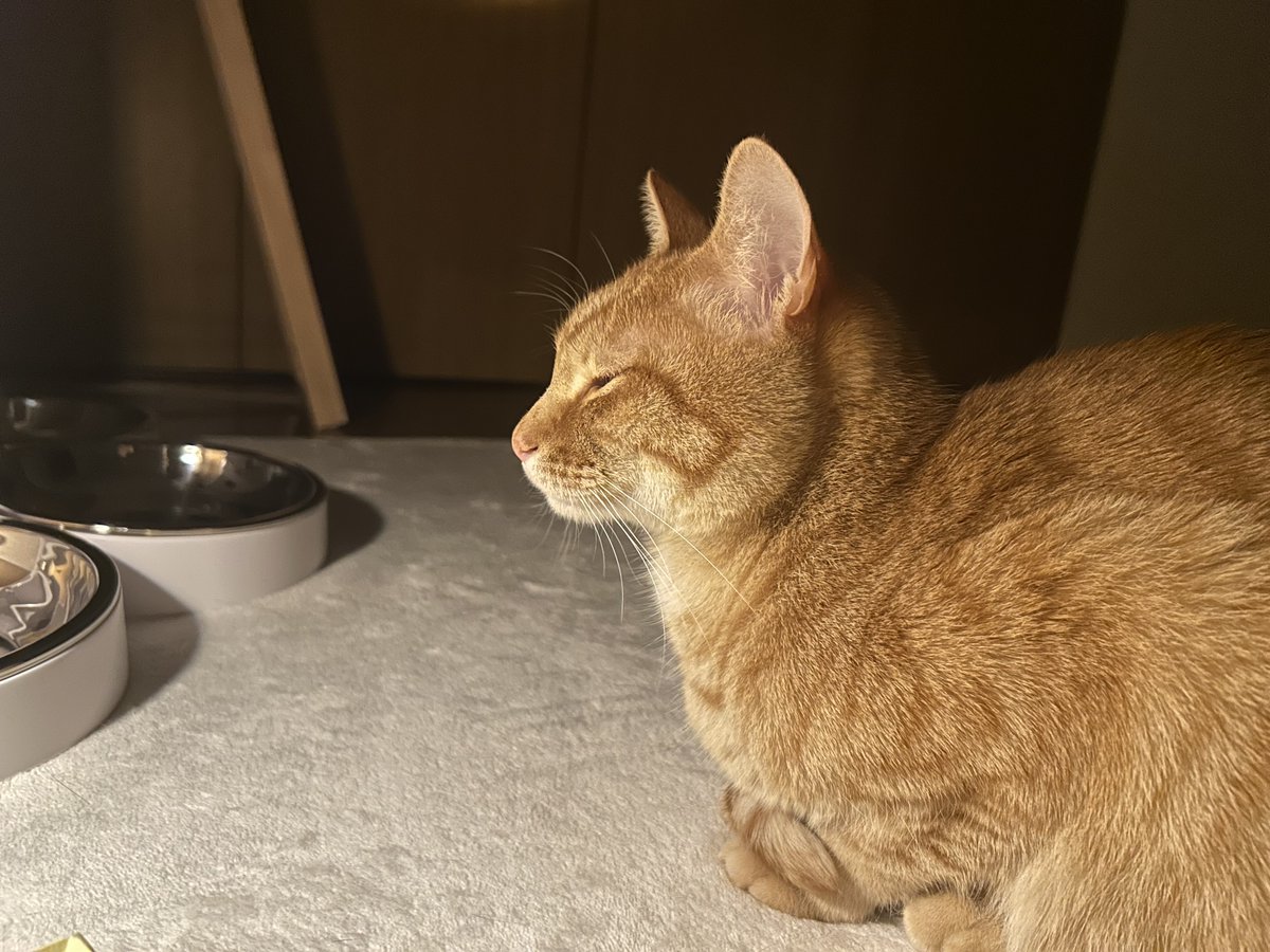 ごんねこ tweet media