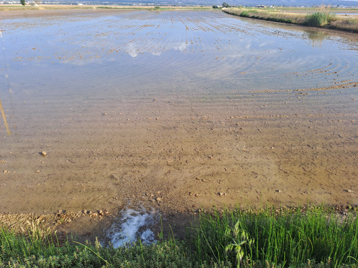 HumedalesDelta's tweet image. Ha empezado la nueva campaña del arroz en el #deltadelebre, y tras llegar el agua a los arrozales, ya está disponible para su entrada y tratamiento en el humedal Illa de Mar. El agua es vida #wetlands #water #humedales #ricefields