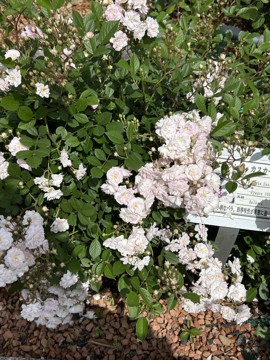 バラフェスに行ったらブランシュというお花がありました
うおお概念！！！