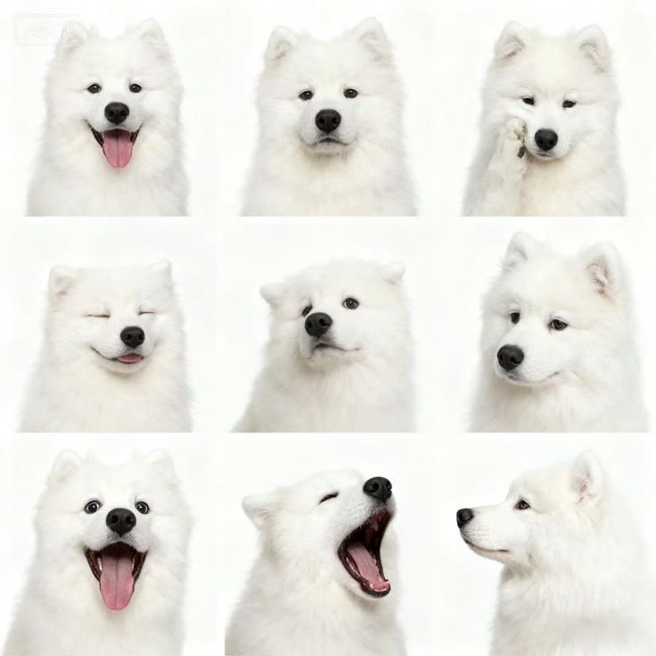 นอนอ , tweet media