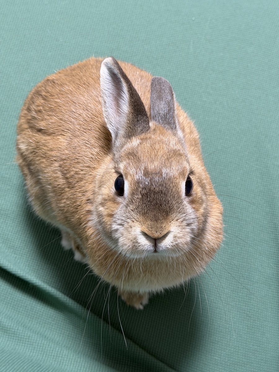 いたずらうさぎとその飼い主 tweet media