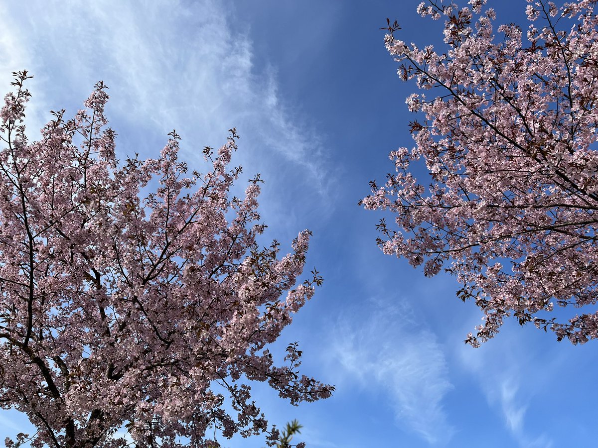 桜🌸🌦️