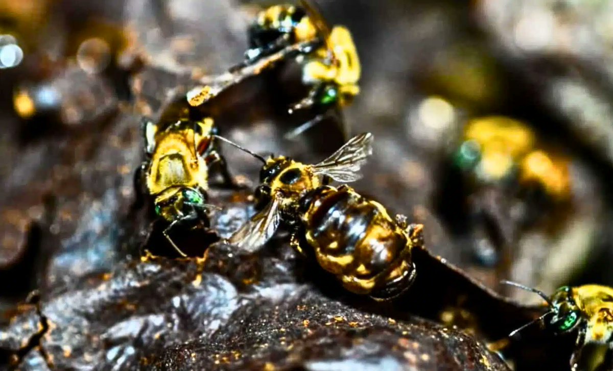 UNKLEJOE5's tweet image. #Forrest #bees #nature Amazon rain Forrest stingless bees gained personhood and human rights they are just that important to Amazon rain Forrest