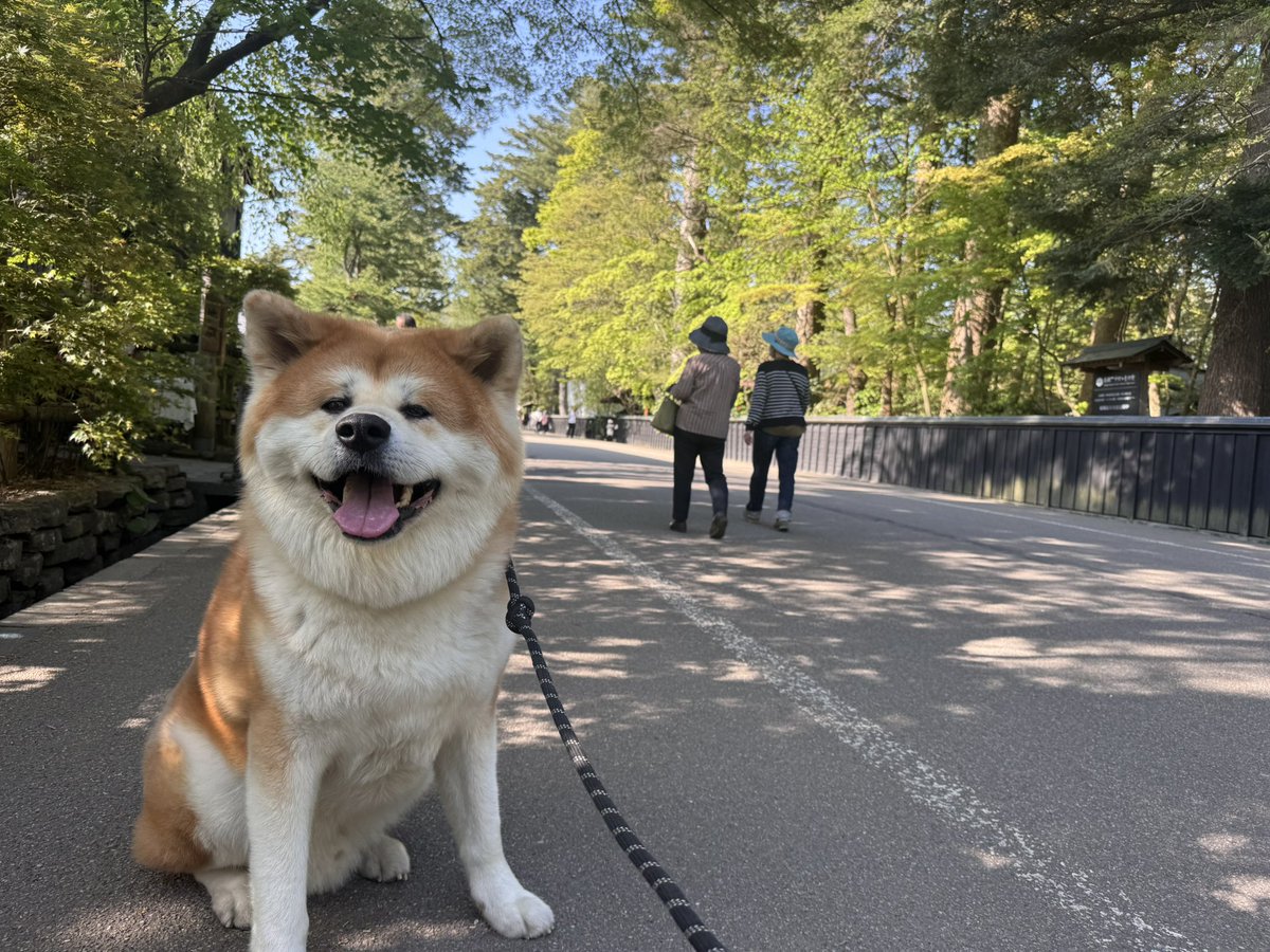 秋田犬てんすけ tweet media
