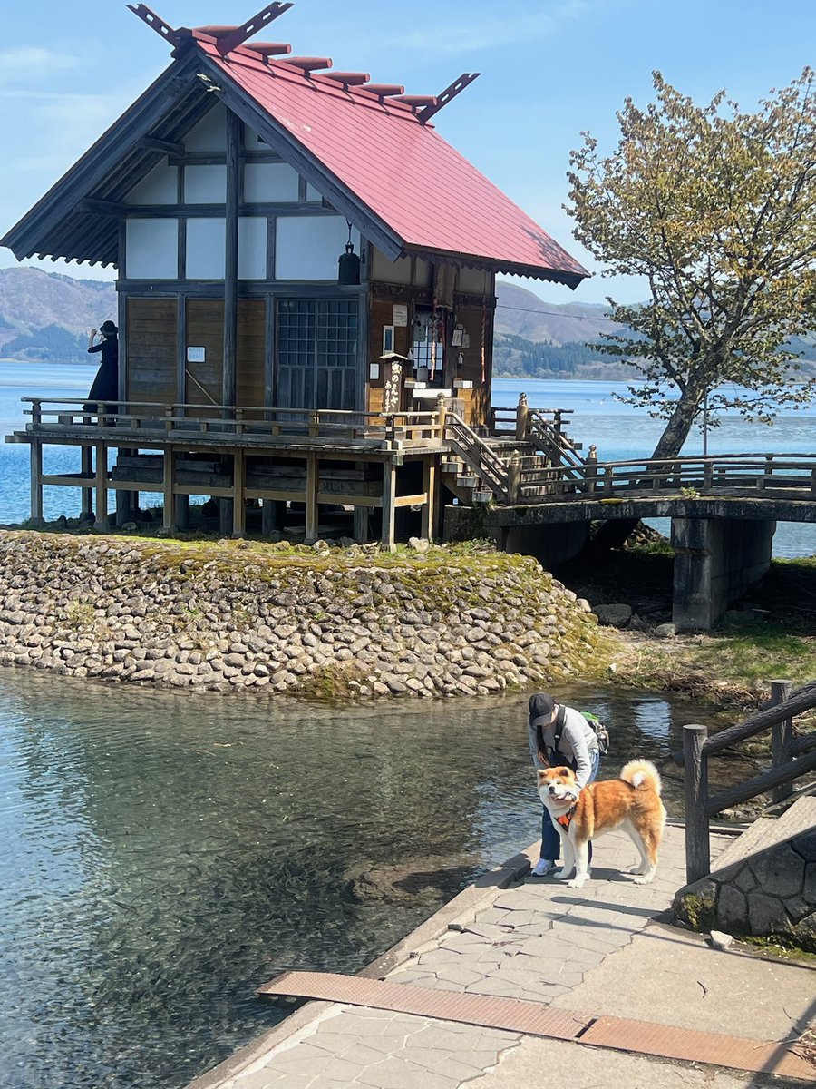 秋田犬てんすけ tweet media