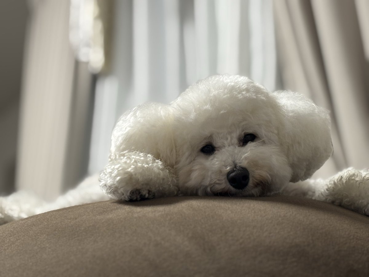 ith_gonto's tweet photo. きゃわ🐶 https://t.co/AcqLPrePHw