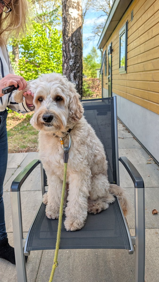 brunodoodle's tweet photo. Op vakantie moet ik ook versorgd worde en ga ik braaf op stoel zitten https://t.co/i52Enduem6
