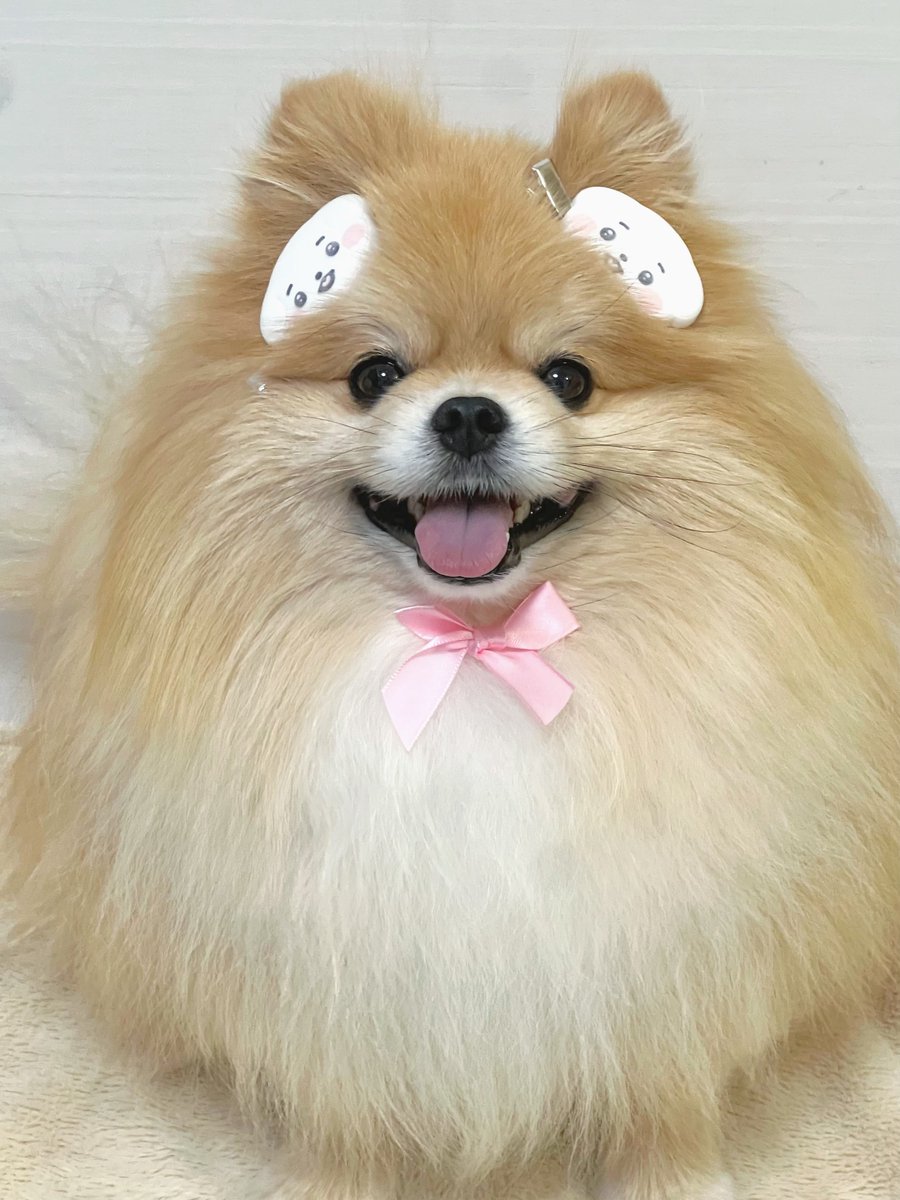 もちゃん🐶🍮ポメラニアン tweet media