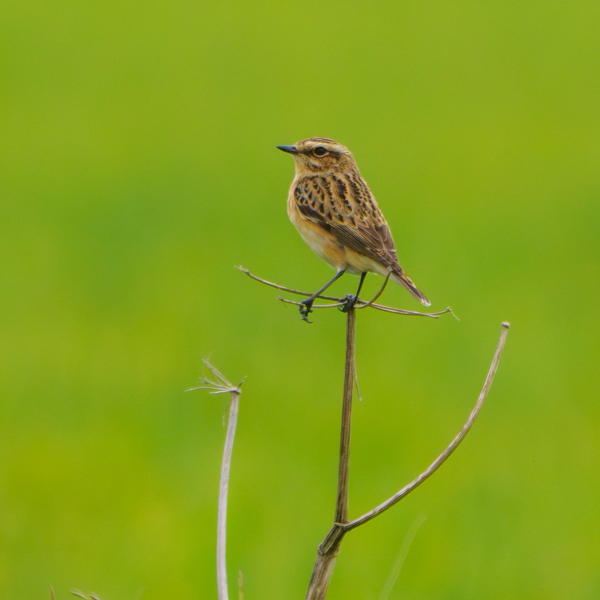 JamesWalsh60's tweet photo. This female Whinchat was a pleasing surprise in one of the more mundane corners of my Hitchin Lavender patch this morning. On the Icknield Way path c400m E of the railway bridge @Hertsbirds #hertsbirds https://t.co/drPwBjbBba