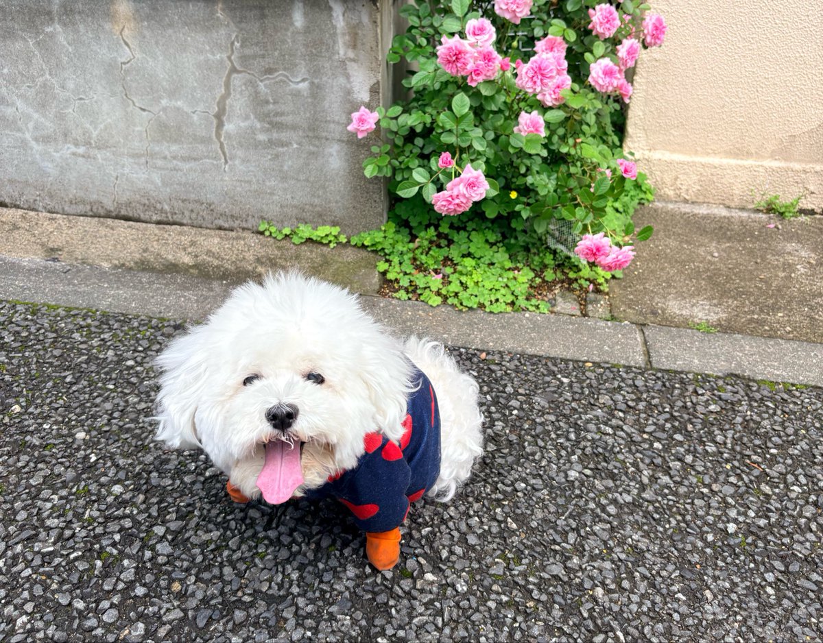 まりお tweet media
