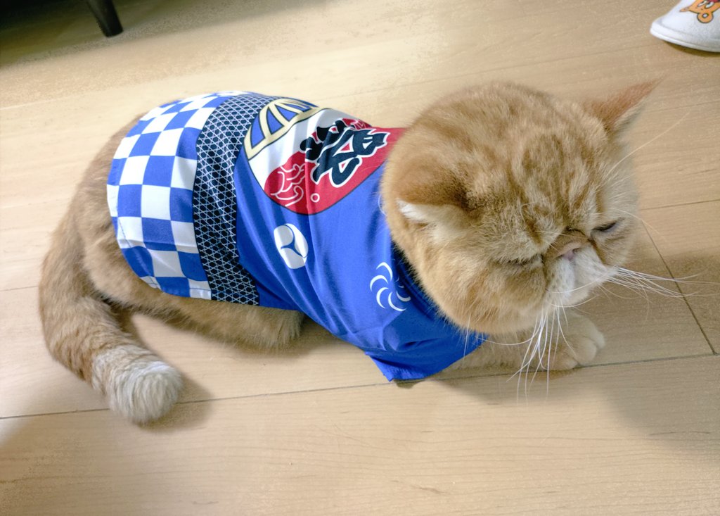 猫にゃん tweet media