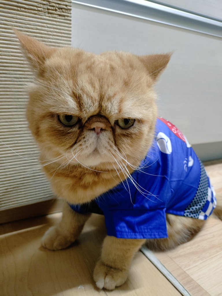 猫にゃん tweet media