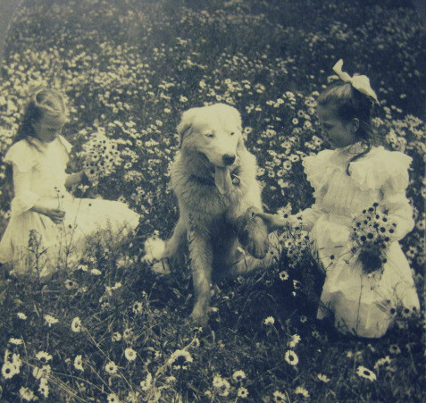 'In the Daisy Field'. Photographed in 1908.