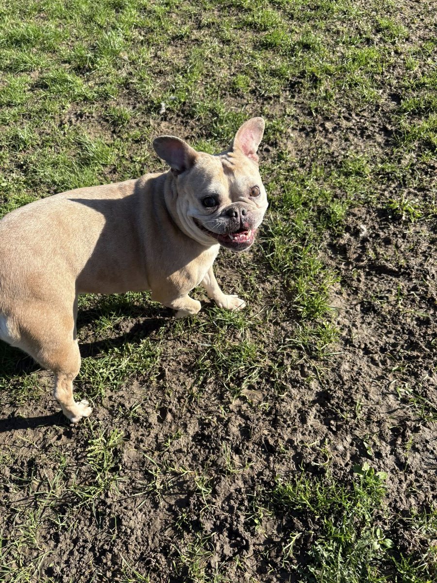 rescuedoggypaws's tweet image. 4 yr old Coco is in #Lincolnshire and needing her forever home. She’s a small-to-medium sized girl with a big personality and an even bigger heart
Coco is a happy, friendly girl who loves to play and enjoys being around people
imminghamdogshome.org/form/
#Grimsby #Yorkshire #Barnsley