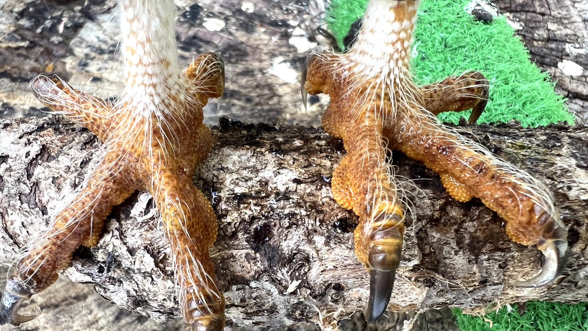 周南市徳山動物園(公式) tweet media