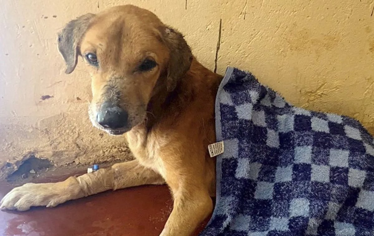 CerfiaFR's tweet photo. 🇺🇬🐶💔 FLASH | En Ouganda, des escrocs mettent en SCÈNE des animaux blessés pour lancer de faux appels aux dons sur les réseaux sociaux dans les pays occidentaux.

Des chiens, chats ou lapins sont volontairement MALTRAITÉS, filmés, puis présentés comme des animaux à sauver afin de susciter l’émotion et récolter de l’argent.

Selon une enquête de la BBC, certaines blessures seraient infligées intentionnellement pour rendre les situations crédibles. Ces campagnes, souvent diffusées via des plateformes comme GoFundMe, ont permis de collecter plus de 680 000 € en cinq ans. 

Les autorités ougandaises reconnaissent des difficultés à lutter contre ce phénomène, malgré plusieurs opérations et arrestations. Des collectifs de victimes et des militants tentent désormais de dénoncer ces pratiques et de limiter leur propagation. (BBC)