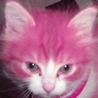 anne prisha tweet media