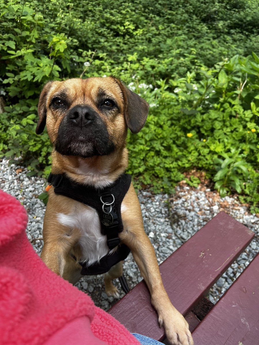 darwinsdiaries's tweet image. Have you ever seen such sad eyes?? mama and nanny stopped for tea and a snack on our adventure but I was not satisfied with the snack I was provided 😩 I wanted some of theirs ☹️