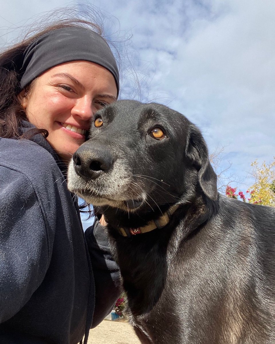 Rescue dogs for rehoming tweet media