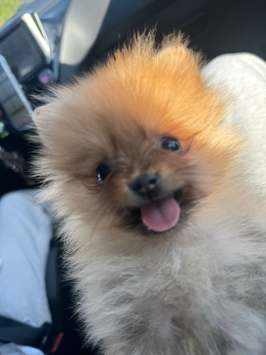 Dextervht's tweet image. My 2-month-old puppy Nina (only 600g) broke her hip after a fall and needs surgery to walk again. She’s in pain and I’m trying everything to save her.

If you can, please donate or share 🙏❤️

gofundme.com/f/600-grammi-d…

#puppy #dogs #help #GoFundMe #AnimalRescue