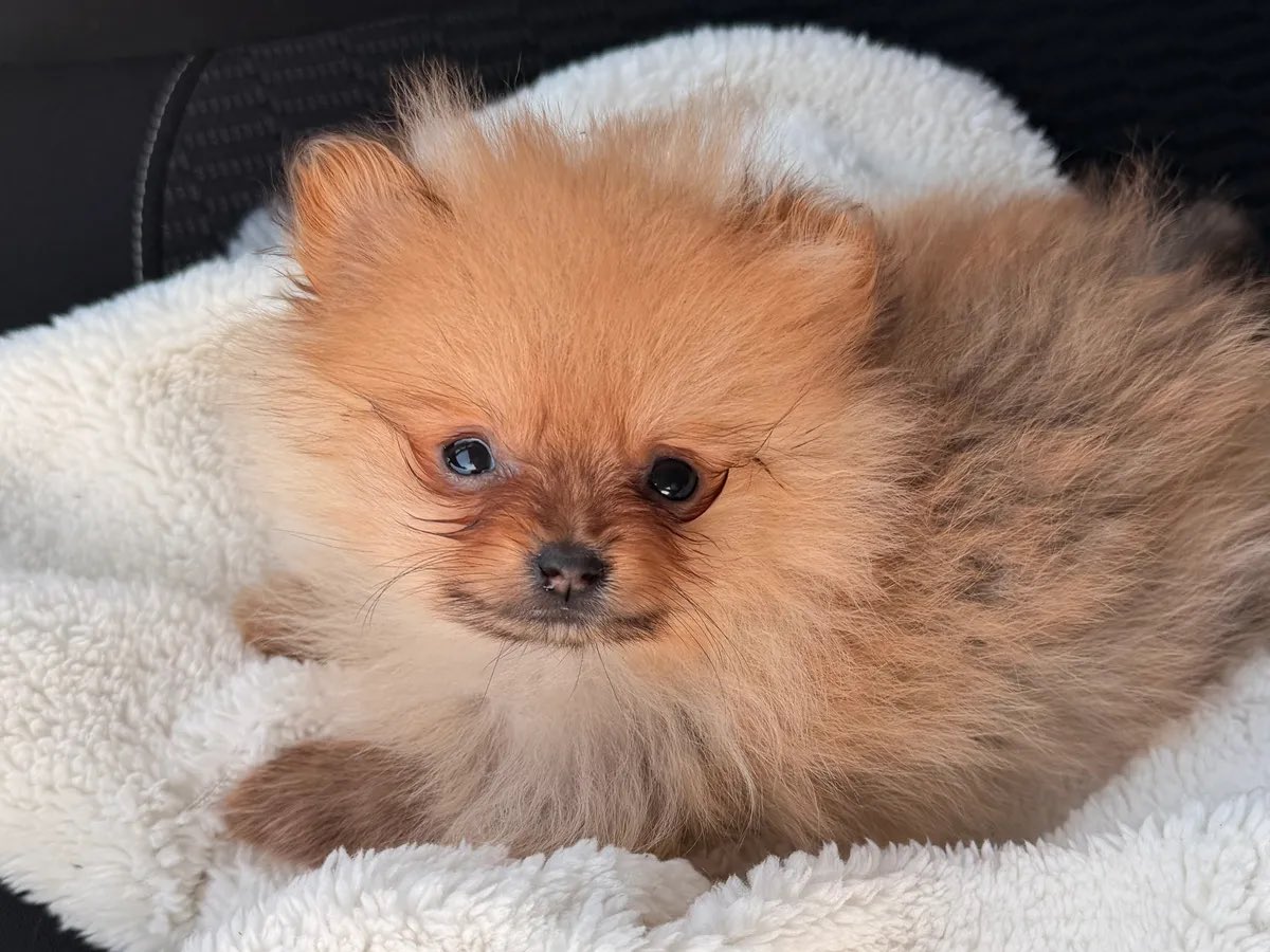 Dextervht's tweet image. My 2-month-old puppy Nina (only 600g) broke her hip after a fall and needs surgery to walk again. She’s in pain and I’m trying everything to save her.

If you can, please donate or share 🙏❤️

gofundme.com/f/600-grammi-d…

#puppy #dogs #help #GoFundMe #AnimalRescue