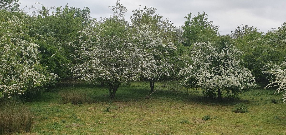 JaneDismore's tweet image. Nothing says  'England in springtime' like a nice bit of hawthorn.  #nature #walking #spring #trees