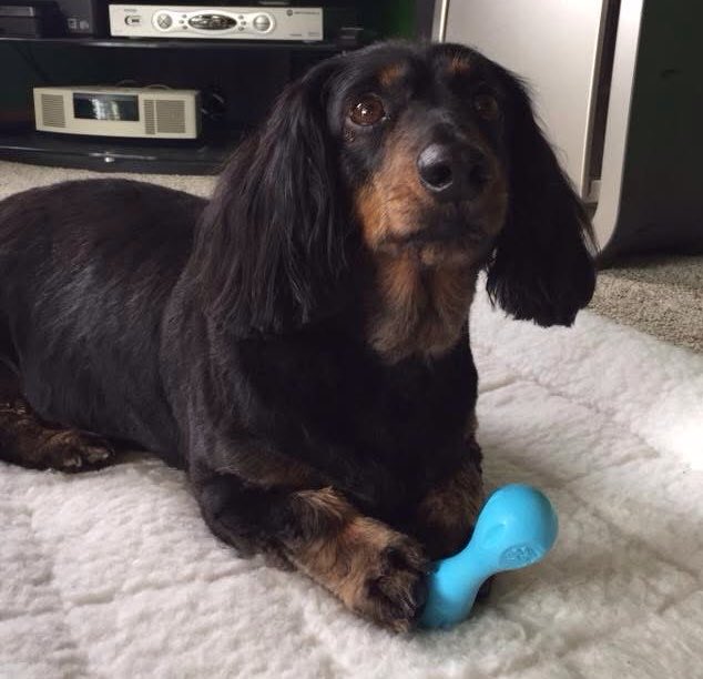 SammyTheDoxie ❤️🙏🇺🇸 tweet media