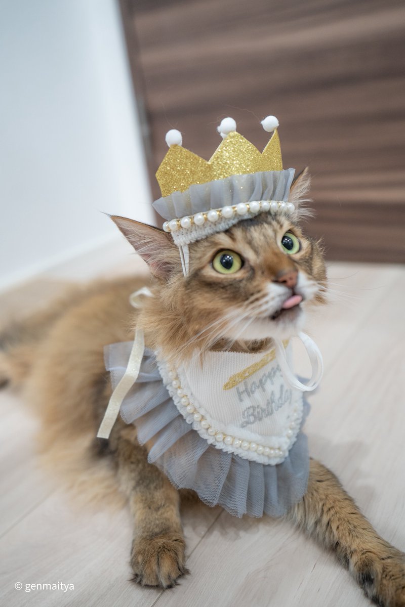 玄米茶🐈🐆💎Matthew&Hélianthe tweet media