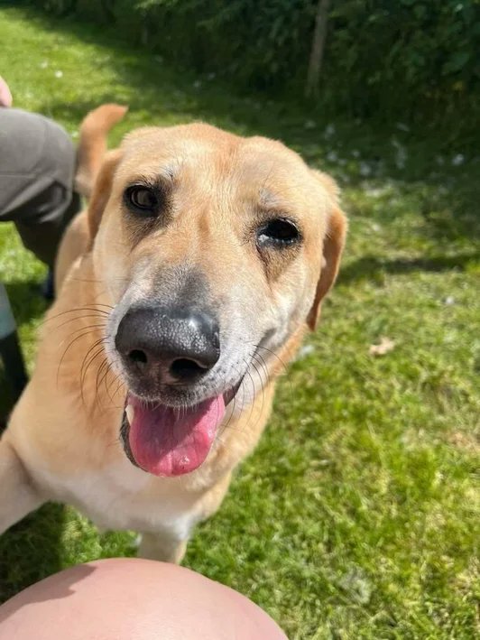 rescuedoggypaws's tweet image. No other animals in the home as Dora doesn’t like to share her humans
Meets are essential at the kennels in #Preesall FY6 and homecheck and adopt fee will apply.
Please share for Dora
oehfoundationdogrescue.com/dogs-for-adopt…
#Lancashire #Blackpool #Preston #Lytham #Lancaster #Morecambe #Fleetwood