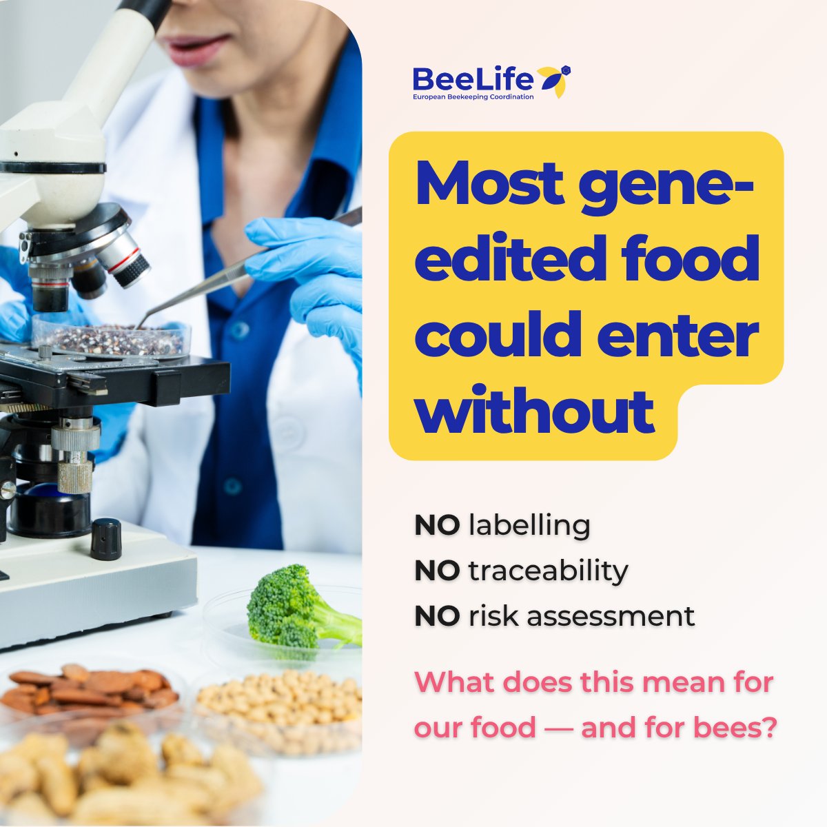 BeeLifeEU's tweet photo. The EU is nearing a final vote on #NGTs. Most gene-edited crops could enter the food chain without:
#labelling #traceability #risk assessment. What does this mean for our food — and for bees?
Read more 👉 https://t.co/dN83udKkEX https://t.co/cObxh0HWsJ