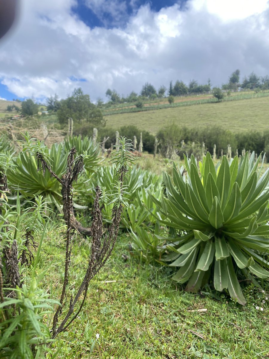 Duchess of Lelan tweet media