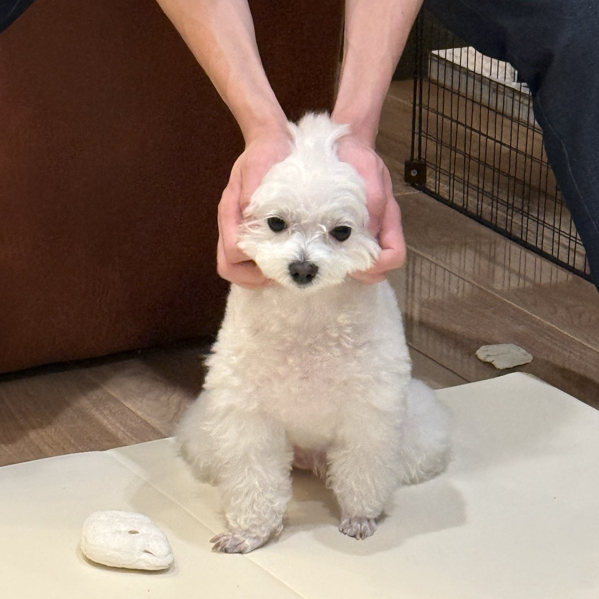 ◆ ほたてです。　◆ Post by ほたて on X: 😠