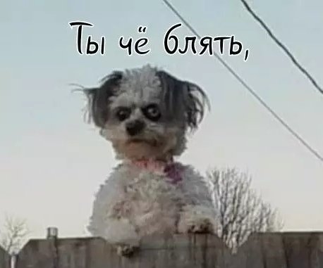 ⭐Выдра в гетрах 🦦⭐ tweet media