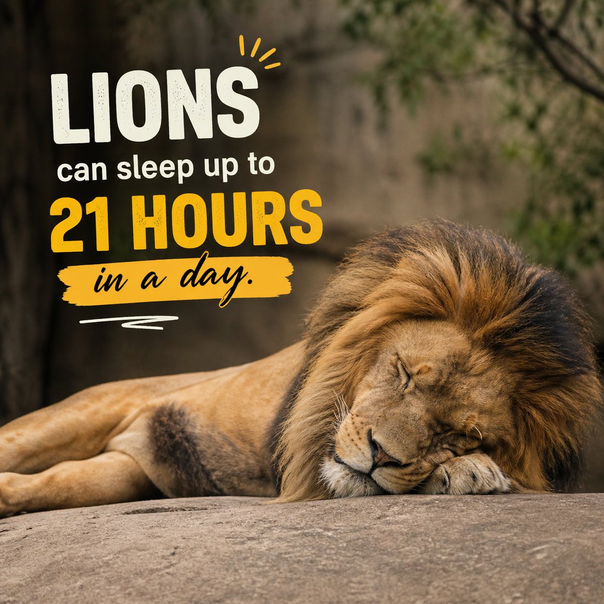 KFSLifePlanning's tweet image. Did you know… Lions can sleep up to 21 hours in a day? #FunFact