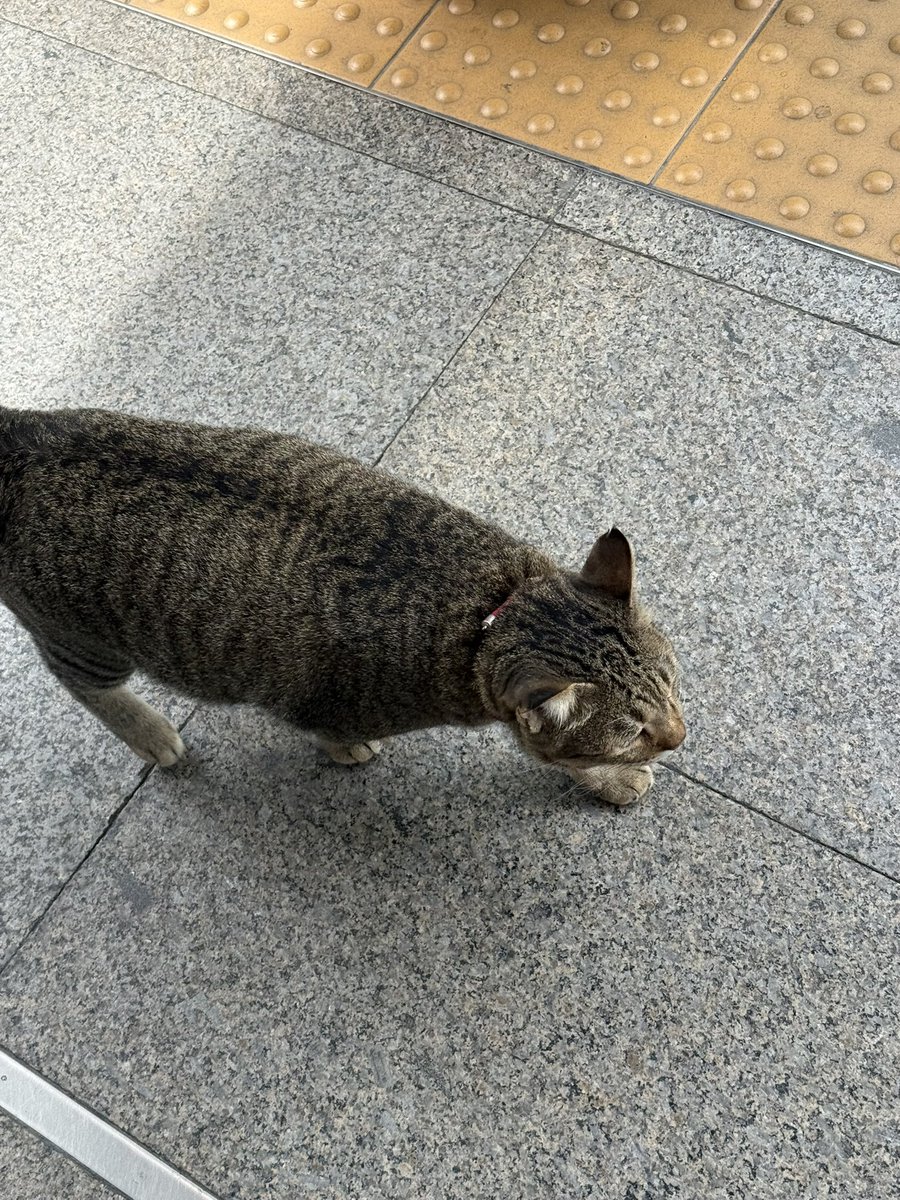 ymnee_un's tweet photo. แมวเซเลป ที่ mrt ศูนย์สิริกิต 
น่ารักมาก ตัวตันมาก ได้อุ้มดั้วนะ
พี่วินบอกนางหนัก 9 โล โคตรจะอ้วน 555 https://t.co/UKXoOaLZEC