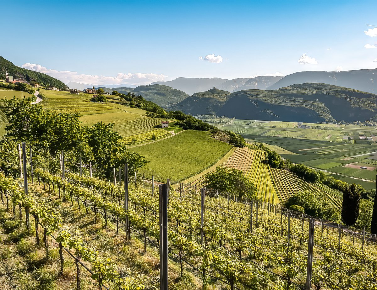 dariosci1's tweet photo. Adoro queste terre magnifiche, in Piemonte tra #Langhe, #Roero e il #Monferrato. La tessitura di campi evidenzia l'amore per queste terre e per la vite. Come un patcwork rurale ricco di colori e profumi. https://t.co/p0nyyW8Dc6