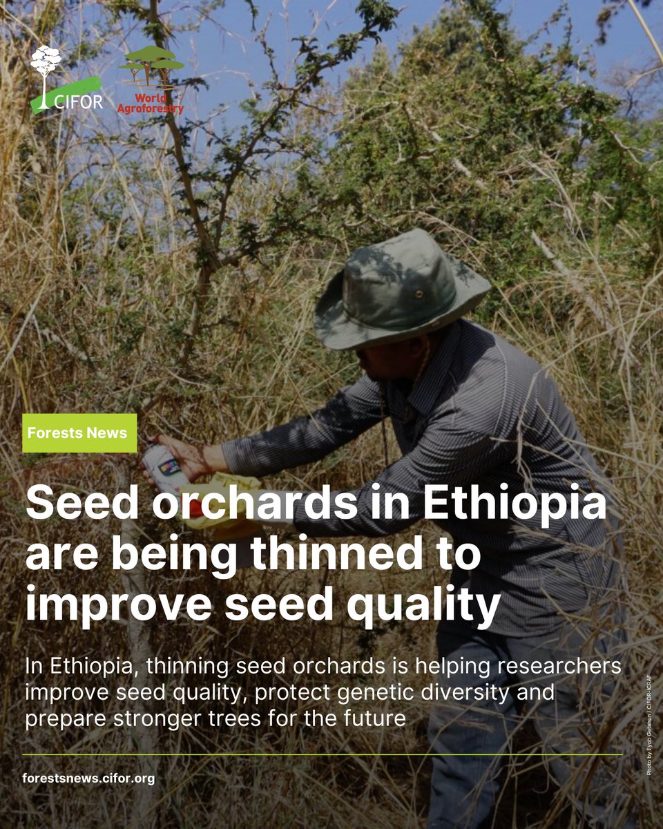 CIFOR_ICRAF's tweet image. In Ethiopia, thinning seed orchards helps improve seed quality, protect genetic diversity, and grow stronger trees for the future.

Led by CIFOR-ICRAF with partners, this work is shaping better seed systems for restoration.

Read:🔗 bit.ly/3OT4c7j

#TreesPeoplePlanet