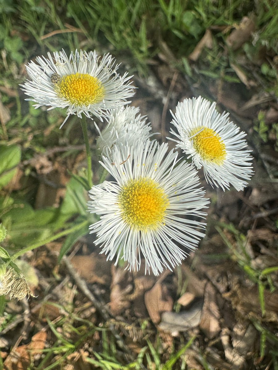 denizprinc71475's tweet image. #flower #nature #naturephotography #photography #world #earth