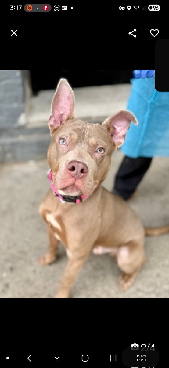 MyBoxerLuvMac1's tweet image. 💔Eggsy💔
▪️ReListed TBK: 5/5💉 
 #NYCACC #251375 6M
#RescueMe

Precious sweetie's 💔, just arrived at scary shelter 26 days ago.
Beautiful baby puppy's confused &amp;amp; unsure, low threshold for arousal.
Has 2 reported nip incidents.
Exuberant, full of puppy energy, eager 2 learn,