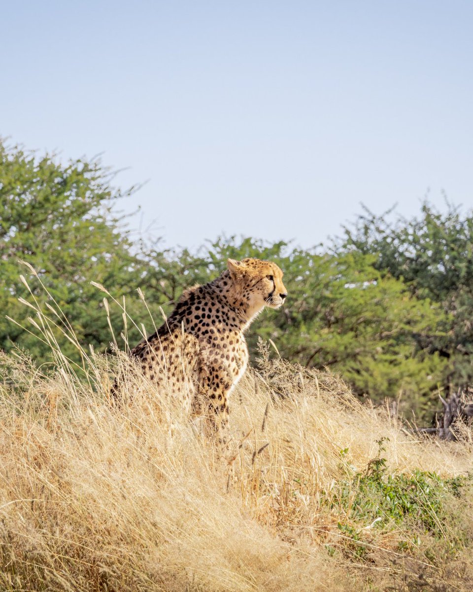 CCFCheetah's tweet image. Let’s go on #safari! Experience Namibia’s stunning landscapes and incredible #wildlife on a one-of-a-kind #trip supporting cheetah #conservation!

Join us from October 29 to November 8, 2026 (10 nights/11 days) for a journey through #Namibia escorted by an experienced guide and a