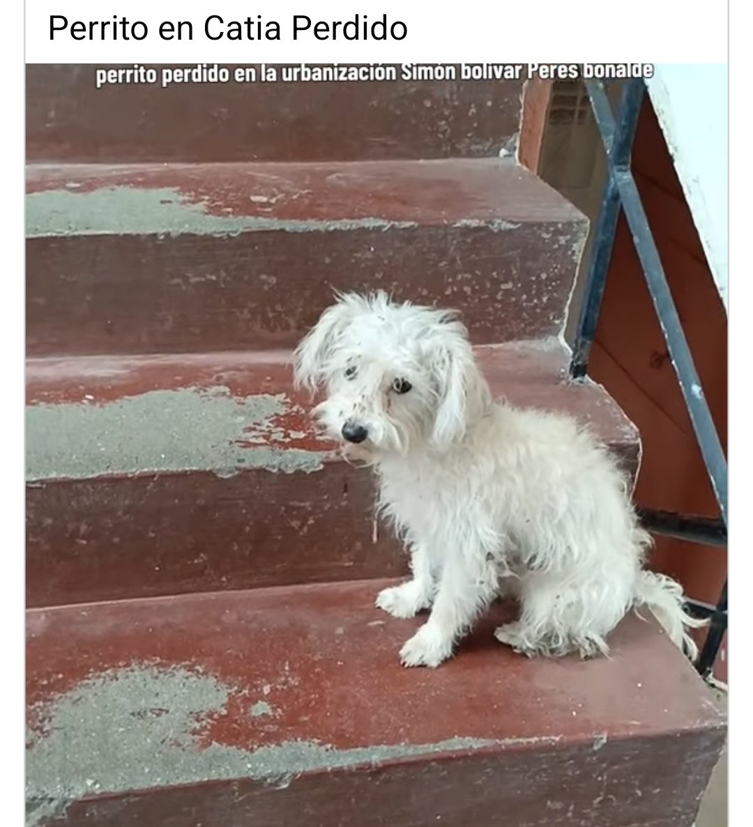 Se presume está EXTRAVIADO. Catia. Pérez Bonalde Caracas