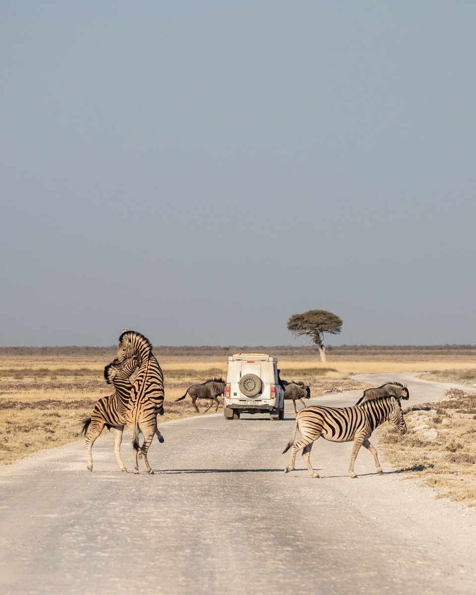 CCFCheetah's tweet image. Let’s go on #safari! Experience Namibia’s stunning landscapes and incredible #wildlife on a one-of-a-kind #trip supporting cheetah #conservation!

Join us from October 29 to November 8, 2026 (10 nights/11 days) for a journey through #Namibia escorted by an experienced guide and a