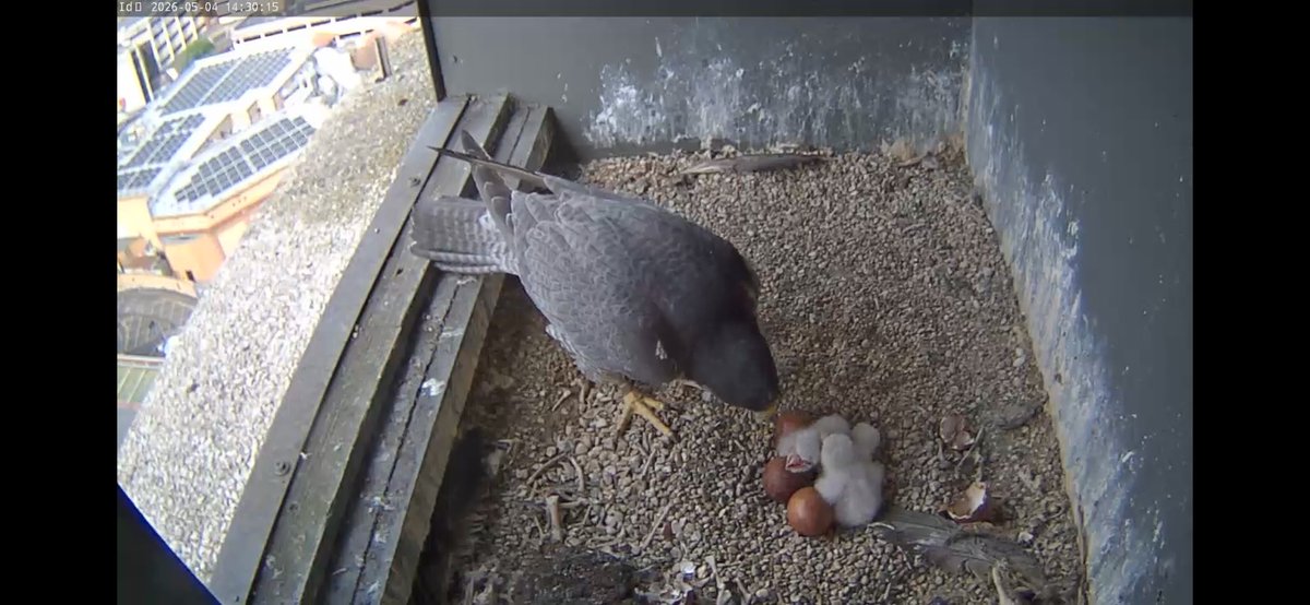 MelMatthews19's tweet photo. @wokingperegrine  now we have 2 https://t.co/h7AVbYy1L8