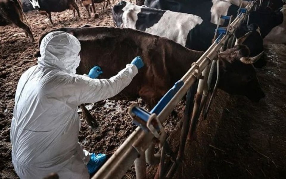 SIMV_RP's tweet image. 🐄🇨🇾 #FMD : la vaccination freine la propagation de la fièvre aphteuse à Chypre
Les autorités évoquent une situation encore sérieuse mais plus stable. 
Inspections, biosécurité, restrictions et abattage dans les foyers restent d'actualité.

ow.ly/mCEQ50YUrWK