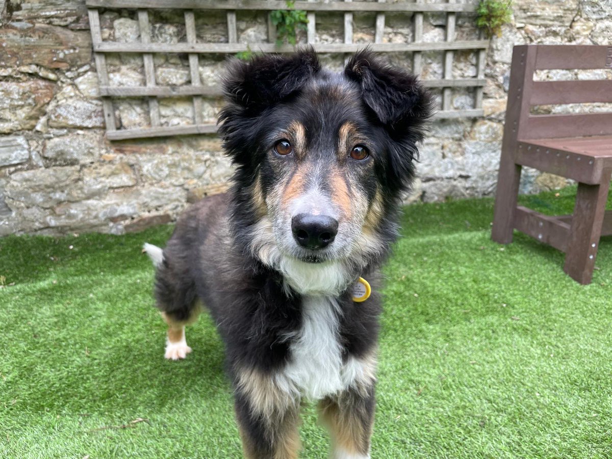 DogsTrust West Calder (Edinburgh) and Dundee tweet media