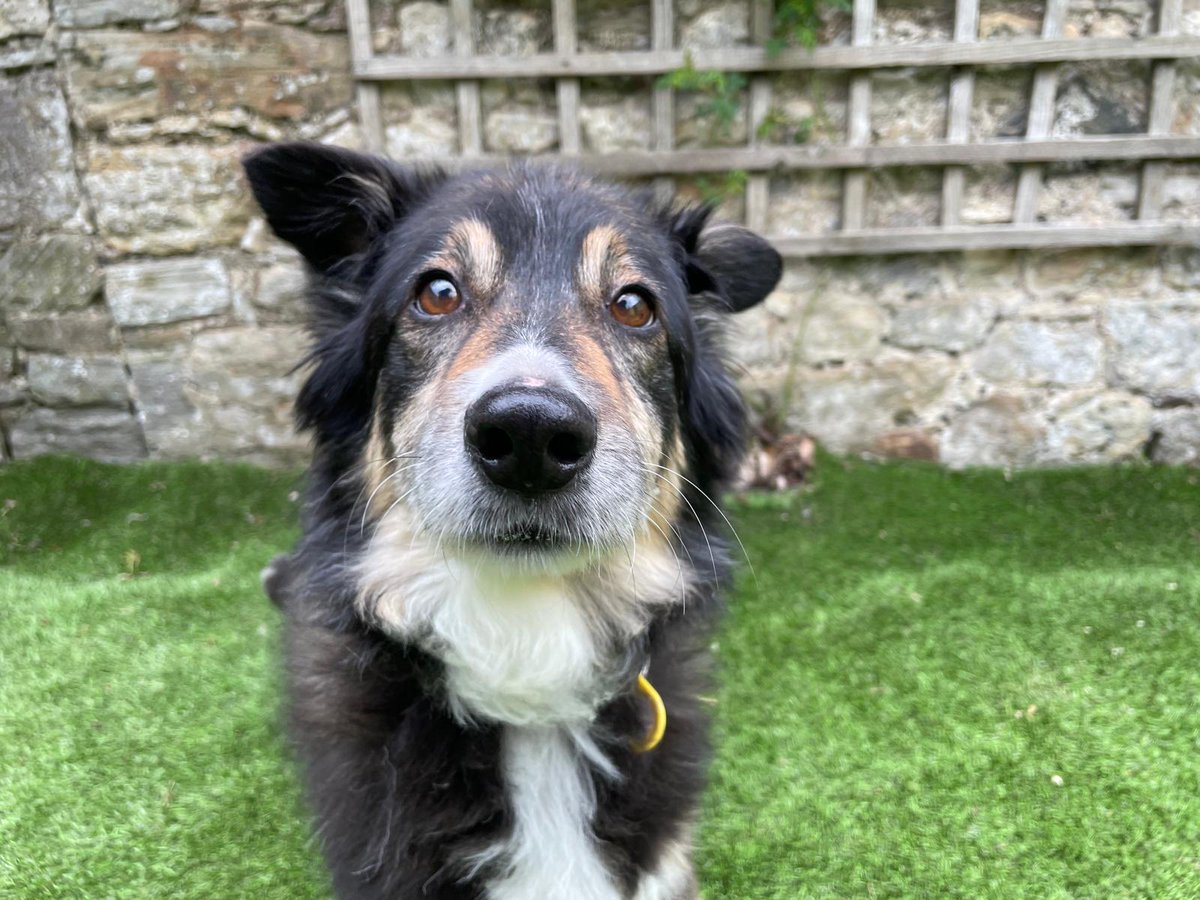 DogsTrust West Calder (Edinburgh) and Dundee tweet media