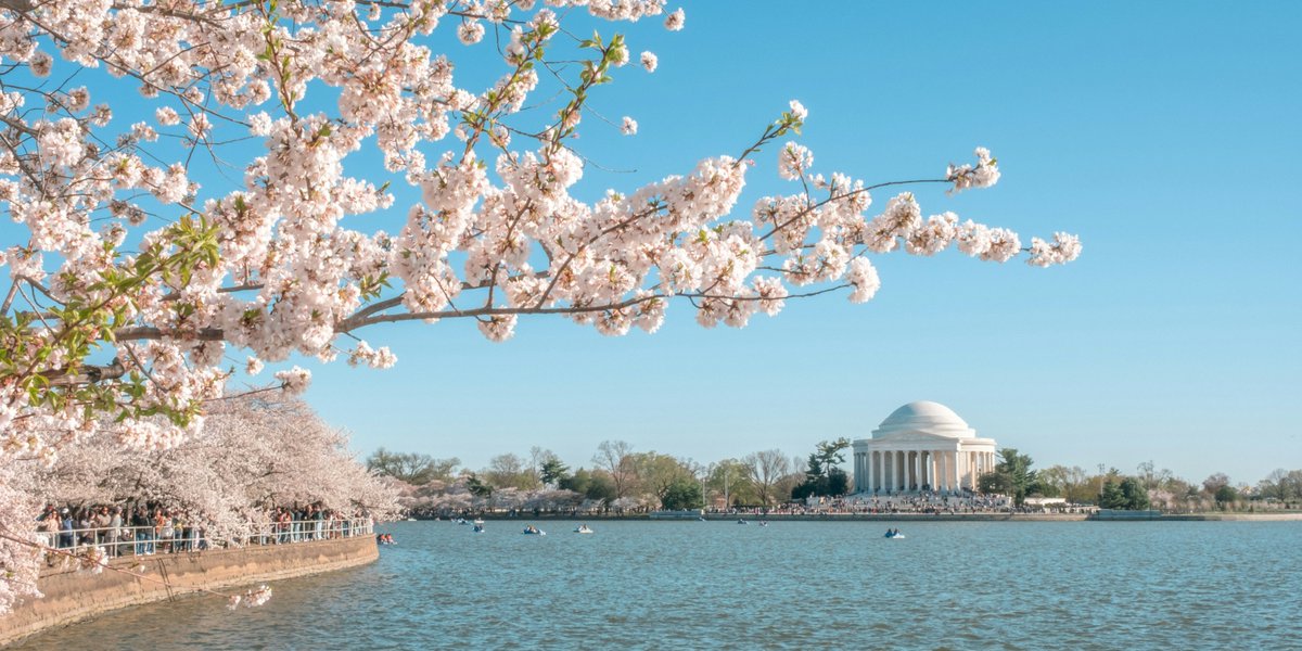 Yourpremiertra1's tweet photo. 📷 Planning to visit Washington, D.C. this Spring? Here’s how to capture the essence of the city with these five must-do experiences that will undoubtedly make your trip iconic! #SpringInDC #TravelTime #MustSeeDC
1. 📷 **Cherry Blossom Festival**: Nothing says spring in D.C. like the National Cherry Blossom Festival. Head to the Tidal Basin to witness thousands of cherry trees in full bloom, creating a pink and white wonderland that’s perfect for breathtaking photos. Don't miss the parade and various cultural events that celebrate this beautiful season. 📷 #CherryBlossomFestival #TidalBasin
2. 📷 **Explore the National Mall**: Take a leisurely stroll or rent a bike to explore the iconic landmarks, like the Lincoln Memorial and the Washington Monument. The National Mall is even more captivating in spring when the flower beds are in full bloom. Enjoy a picnic on the lawns and soak in the sunshine. 📷 #NationalMall #History
3. 📷 **Visit the Smithsonian Museums**: Dive into history, art, and culture at the array of Smithsonian museums. The National Gallery of Art and the National Museum of American History are not to be missed. Best of all, many of these world-class museums offer free admission, making it an ideal activity for everyone. 📷 #Smithsonian #FreeMuseums
4. 📷 **Stroll Through Georgetown**: Experience the charm of Georgetown’s cobblestone streets and historic architecture. Shop local boutiques, enjoy a meal at a quaint cafe, or take a riverside walk along the picturesque Potomac River. Georgetown is a blend of old-world elegance and modern-day vibrance. 📷 #Georgetown #HistoricDC
5. 📷 **Savor Local Cuisine**: Washington, D.C. boasts a diverse culinary scene. From classic American fare to international delicacies, there’s something for every palate. Be sure to try the famous half-smoke sausage at Ben’s Chili Bowl or indulge in fine dining at one of the many upscale restaurants around the city. 📷 #DCCuisine #Foodie
Whether you're a history buff, an art lover, or just looking to relax and enjoy the beauty of spring, D.C. has something special for you. Make the most of your spring getaway with these unforgettable experiences! 📷 #TravelWithUs #SpringAdventures

#yourpremiertravels #travelphotography #wanderlust #exploremore #instatravel #traveladdict #vacationmode #adventuretime #traveldiaries #travelgoals #adventureawaits #exploretheworld #exploreeverything #travelinspiration #roamtheplanet
Certified, Licensed Travel Agent
Offer subject to terms, change, and availability.
Please feel free to share this post with your friends, and if you are a new viewer to my page, please follow me to get the latest vacation updates!
Your Premier Travels
Address:
414 Matthews Dr.

Arlington, Texas 76012

United States of America

Phone: +1 (803) 240-6011

Email: yourpremiertravels@gmail.com

Links:

https://t.co/zZUFvhslDM

https://t.co/H0ITo1uold

https://t.co/Qf3wVZLyoC

https://t.co/CjrXkIOL37

https://t.co/nOLWIHVZvn

https://t.co/qBWGYVlJDb

https://t.co/72NFkgnRGv

https://t.co/wYaFIunsu0

https://t.co/yApjEReuGW

https://t.co/heJPxIOUTb

https://t.co/9Y0fOAQBku

https://t.co/mDMdzCTeqx

https://t.co/DBnYsEzeO3

https://t.co/wE0tRSYBA3

https://t.co/Z0tUxaiDAm

https://t.co/WOaxJGTHL2

X: @yourpremiertra1

Threads: @yourpremiertravels

https://t.co/Ua1vjyg2Gr

https://t.co/uF7vhXhogz

https://t.co/OpVTH5OwFl

https://t.co/opOJv6xKiT